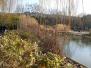  plan d'eau et plantes aquatiques, parc de Bercy